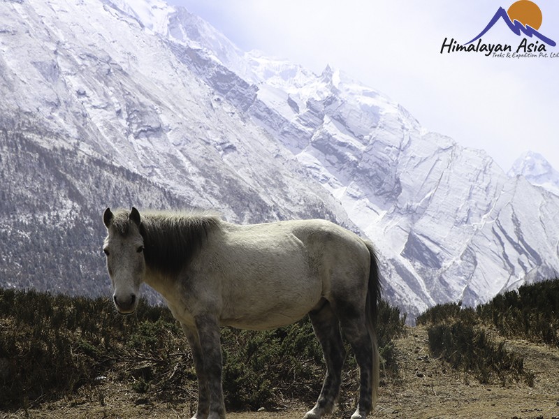 horse with mountains, Annapurna Circuit Trek.
